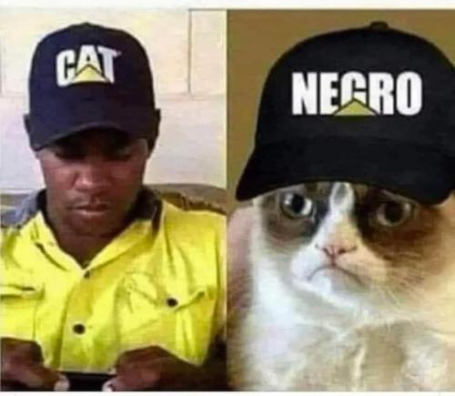 cat001
