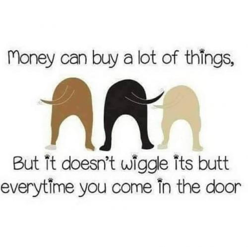 Dog - Wiggle - Money can buy a lot of things