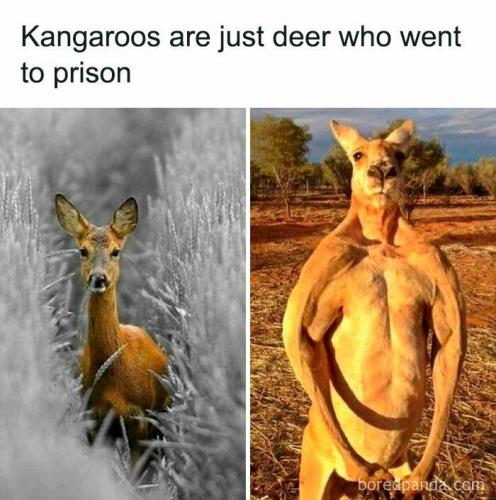 kangaroos