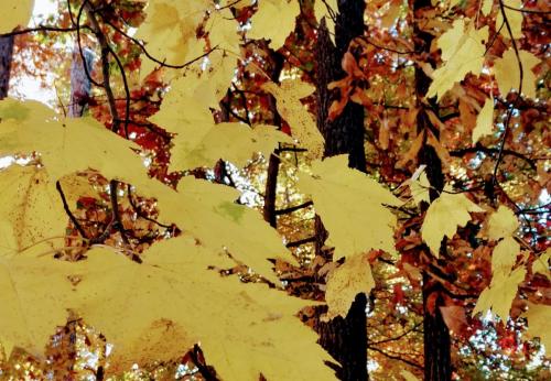 IMG_20211114_093855121_HDR
