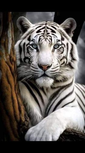 White Tiger