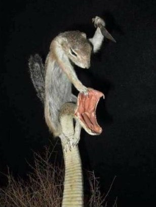 knife-squirrel