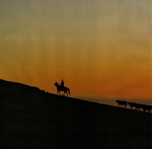 Cowboy - With cattle