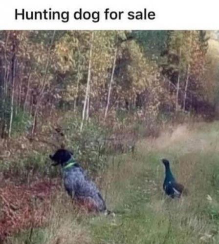 hunting-dog