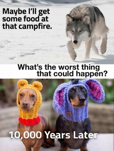 wolf