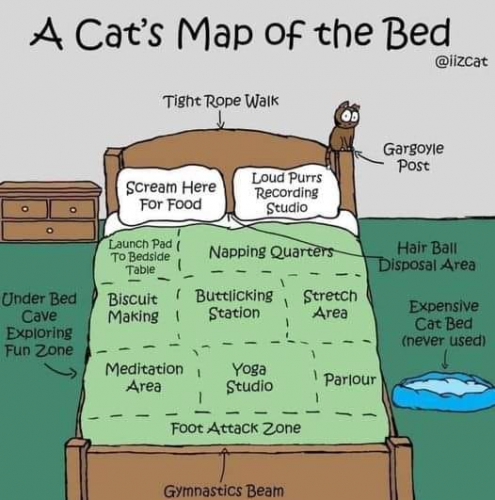 A cat's map