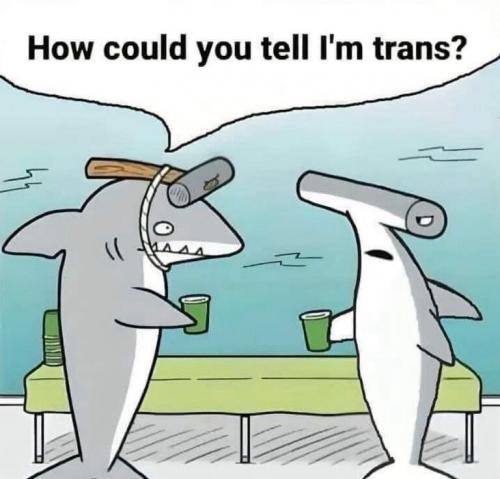 hammerhead