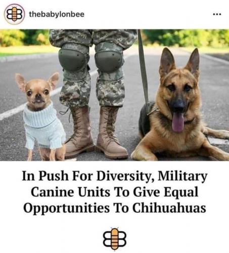 DogEquality.