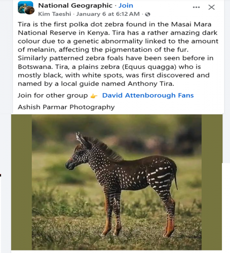 Polka Dotted Baby Zebra