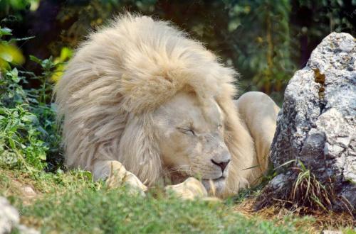 Sleeping white lion (2)