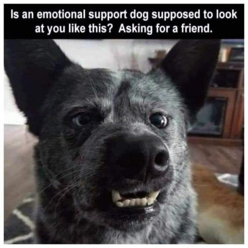 dog