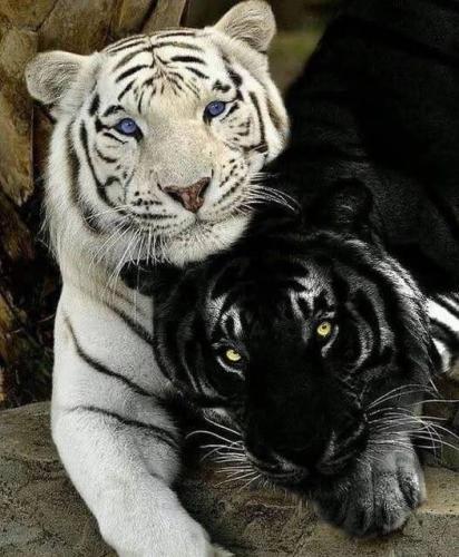 B&W tigers