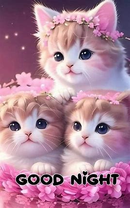 3 kittens
