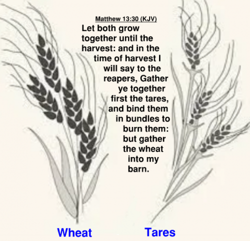 Matt 13.30