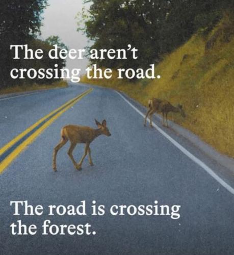 deer