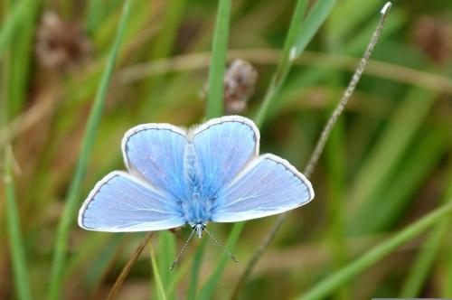 Blue-Butterfly