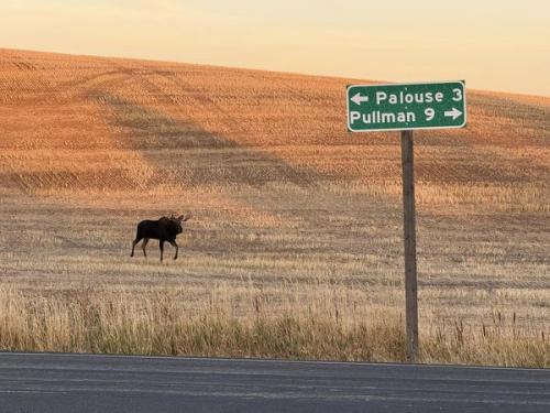 Moose on the Palouse. Sep 2024