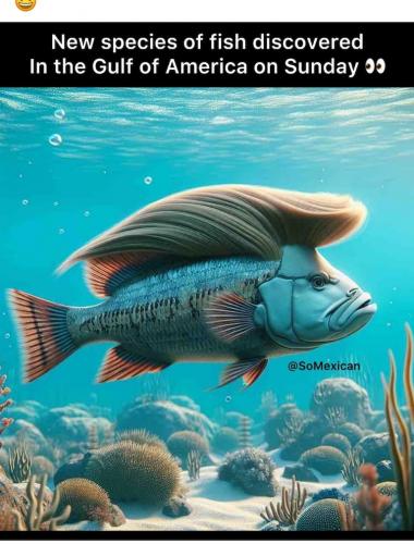 fish