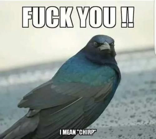 chirp