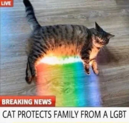 Cat protects