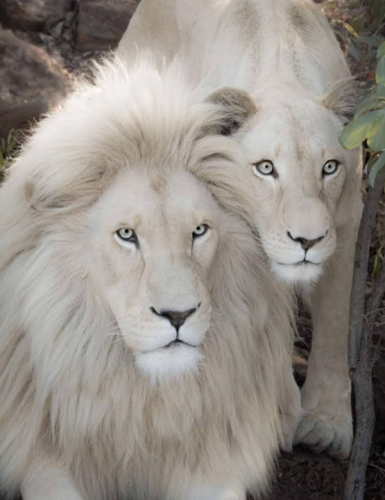 White lions beautiful