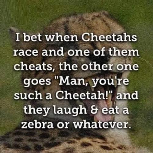 cheetah