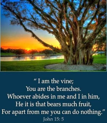 021225 - Vine & brances John 15-5