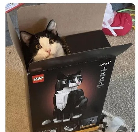 cat