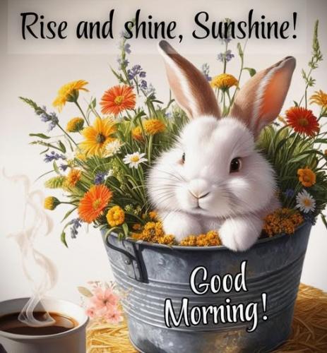 021925 - Rise & shine bunny