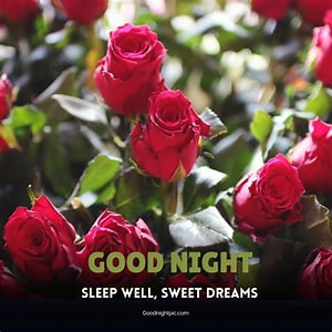 Roses sleep well 1