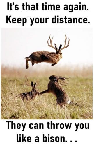 Jack-a-lop alert