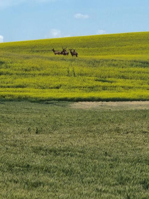 Elk in rolling Canola field on the Palouse