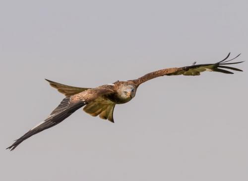 red-kite