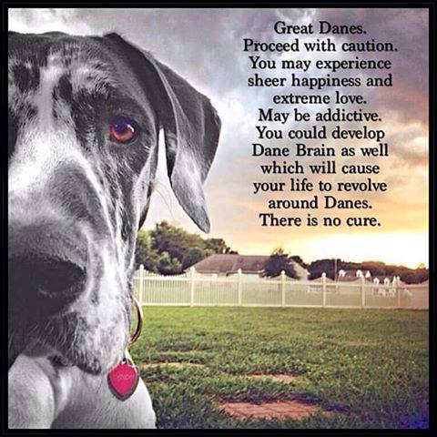 Great Dane - Dane Brain