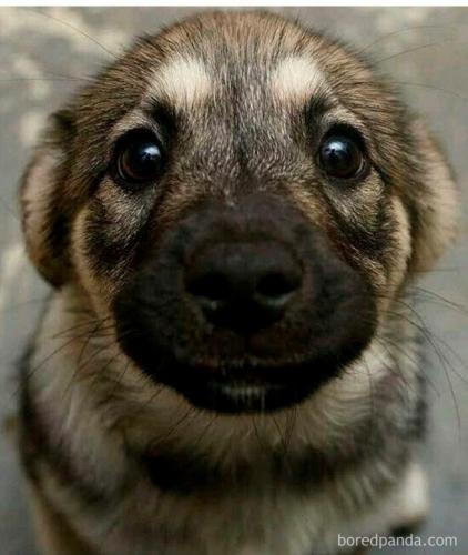 doggo