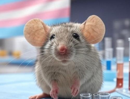 mouse