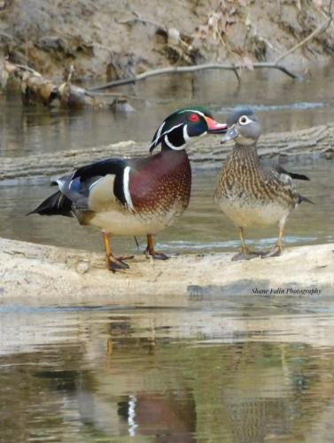 Wood Duck kissing his girlfriend. NE Tenn. MAR 2025 Phtographer Shane Falin