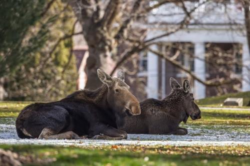 Uof I campus Signs of spring. Photo by Cecil Williams Mar 2015
