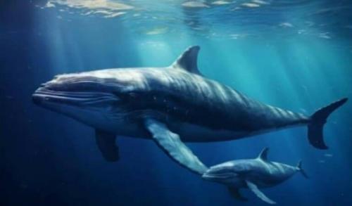 whale