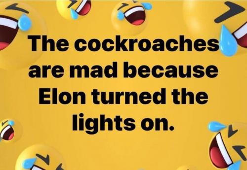 Cockroaches are mad