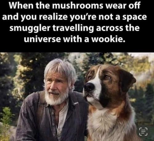 spacemushrooms