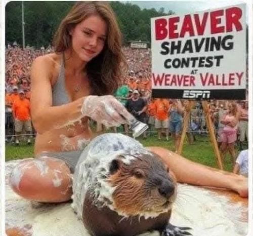 beaver