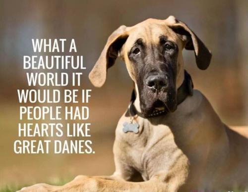 Great Dane - Hearts