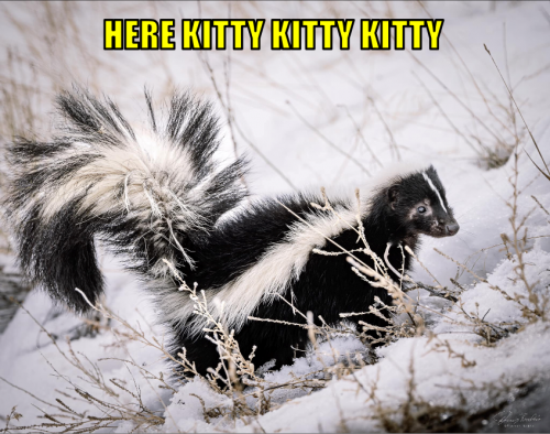 hkkk