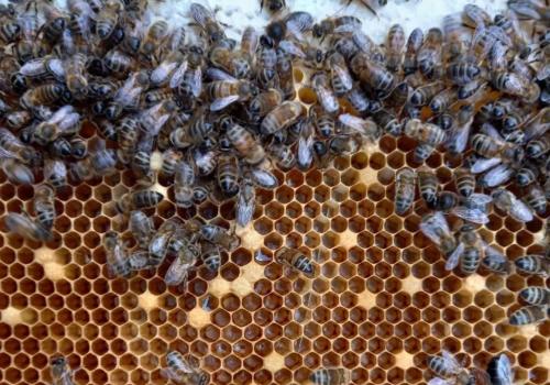 Mid-Wales-Lodges-bees