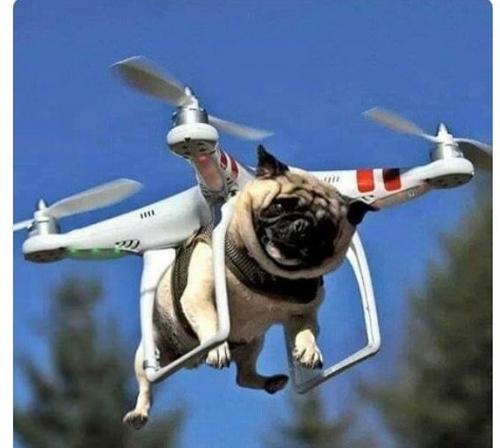 flyingdog