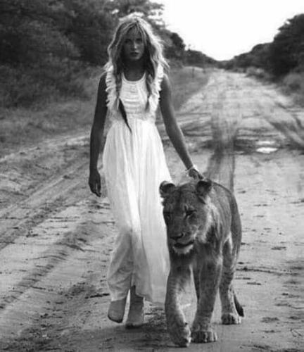 lioness