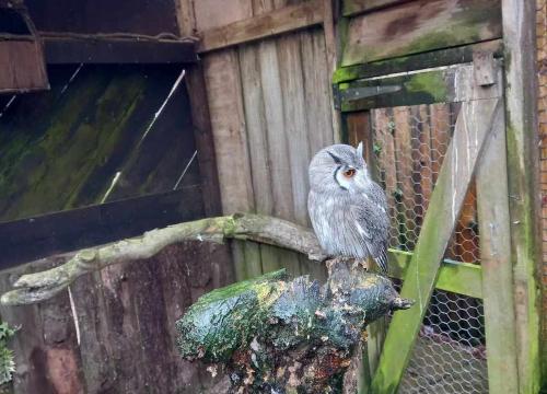 Small-Breeds-Farm-Park_owl