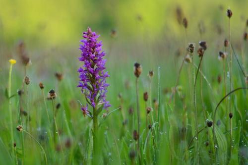 Wild-flower-meadow