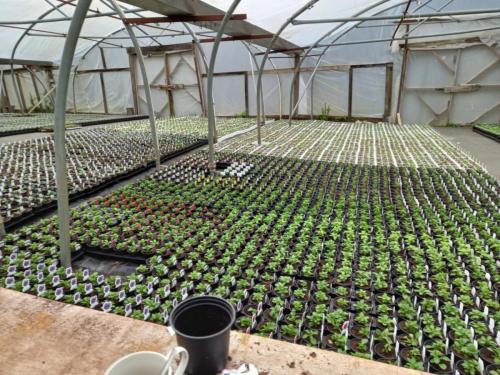 In-the-polytunnels_March-2025